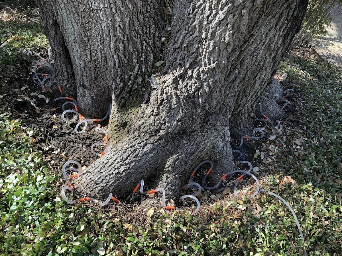Detailed Tree Cabling and Bracing job site in Los Ebanos