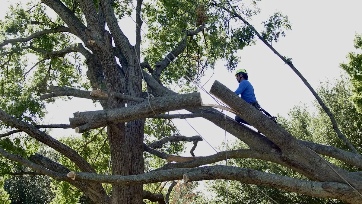 Professional Crown Thinning performed by certified arborists in Los Ebanos