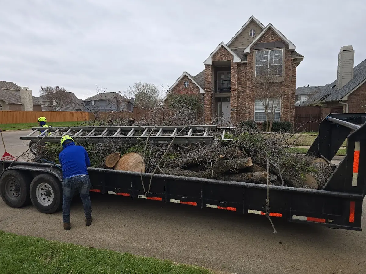 Expert Tree Removal with proper safety equipment in Los Ebanos